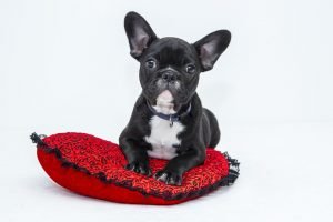 dog sitting on a pilow