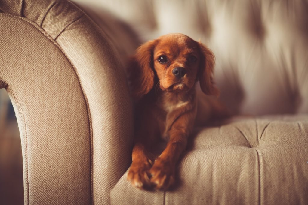 Puppyyyyyyy