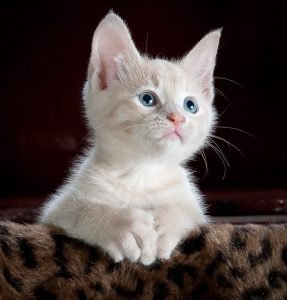 a kitten