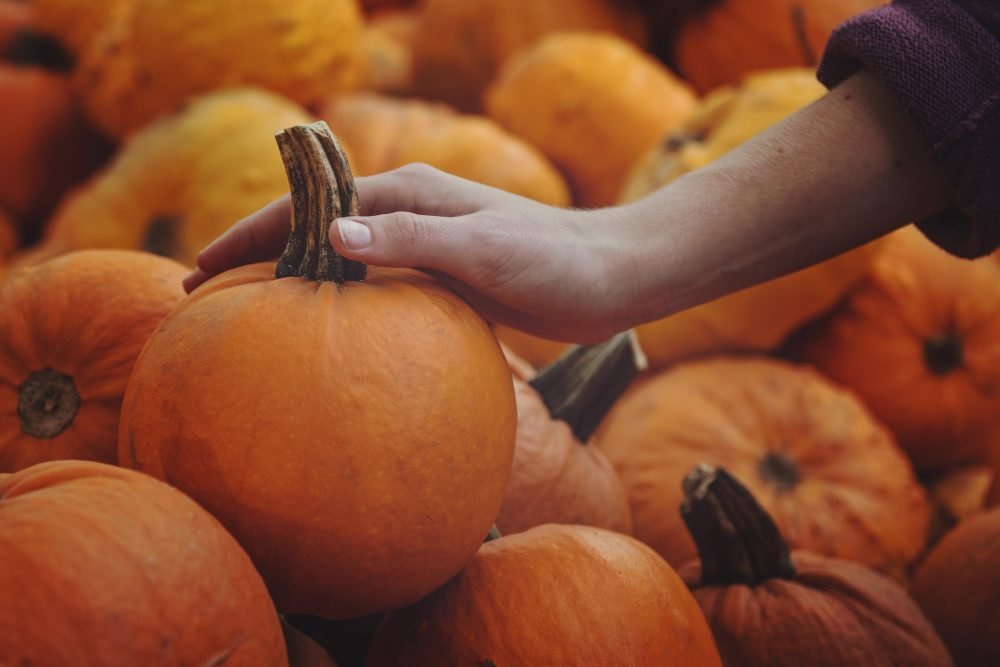 Thanksgiving in suburbs and the ways to spend it