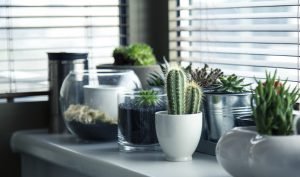 Different plants