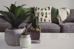 Plants in a room