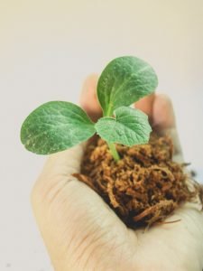 A person holding a plant.