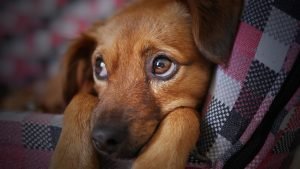 A puppy as a pet is one of the common obstacles with roommates