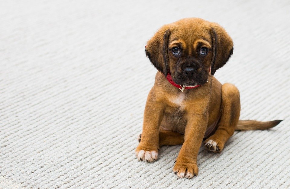 How to make moving easier on your pets