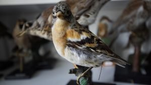 A stuffed bird