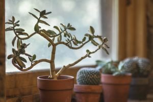 Houseplants