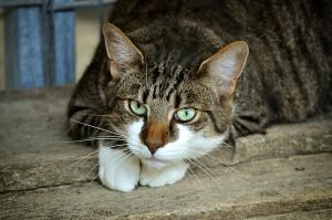 Tips to make moving easier on your pets