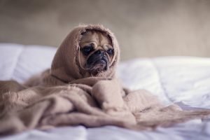 Pug wrapped into blanket