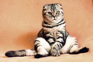 A cat sitting 