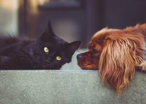Cat and dog on the couch. 
