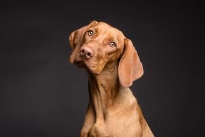 Brown dog 
