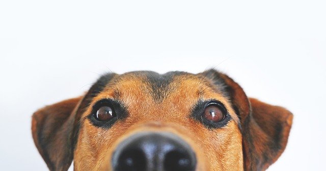 How to make your apartment pet-friendly