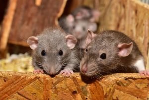 Keeping your kitchen clean will keep the pests away.