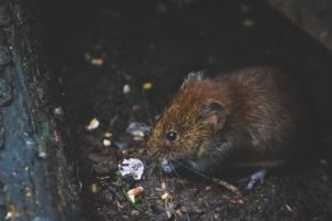 A little mouse munching on some food