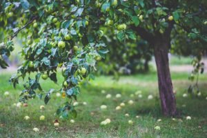 An apple tree