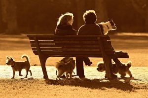 Dog parks are great for meeting new people and building your contacts.