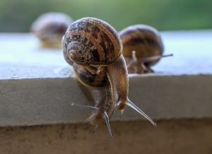 Slow