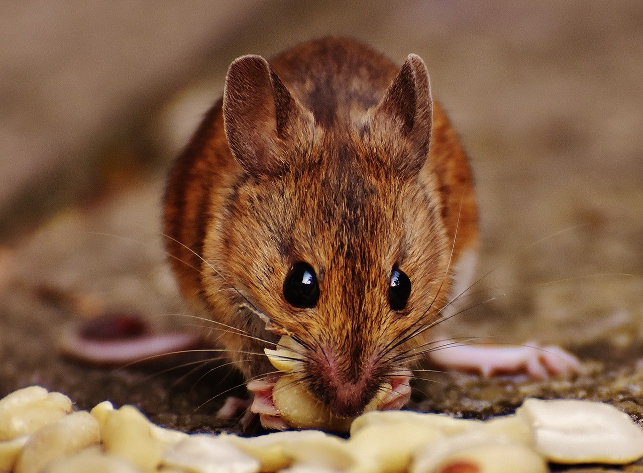 How to pest-proof your home