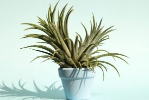 A plant