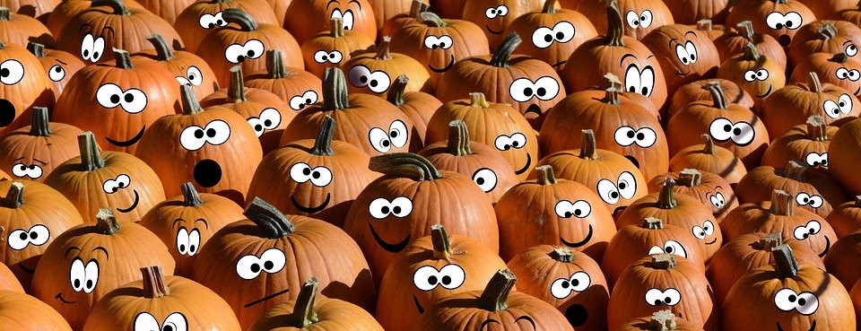 Best pumpkin patches in Chicago to take your kids after the move