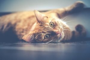 Cat on the floor